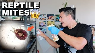 HOW TO TREAT REPTILE MITES [upl. by Deibel]