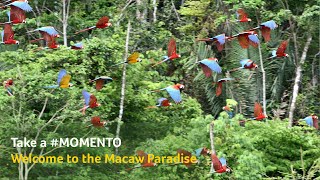 Take a MOMENTO  Discover the Paradise of Macaws  Tambopata [upl. by Ellemrac]