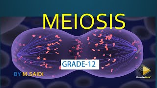 meiosis grade 12 life sciences  MADE SUPER EASY  Thundereduc MSAIDI [upl. by Sitnalta]