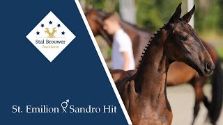 St Emilion x Sandro Hit stallion [upl. by Nadbus]