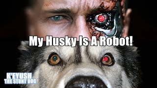 Husky Denies Being A Robot He Has A Terminator Eye [upl. by Allimac]