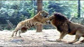 Lion Vs Tiger Real Fight to Death shorts lion tiger wildlife hunting lions predator hunt [upl. by Darius679]