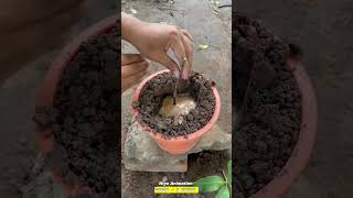 How To Make A Mango Tree Produce Grapes And Mangoes Togethershorts setisfying viralvideo [upl. by Attenna]