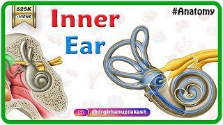 Inner ear Anatomy Animation  Cochlear component Vestibular component Semicircular component [upl. by Emmons]