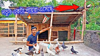 নতুন একটা দেশি পায়রা এসেছে 🔥 পায়রাটার আবার আঙুল নেই 🤨Myworldpetsvlog [upl. by Gil]