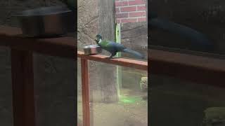 White cheeked turaco bird in the family musophagidae birdwatchersparadise birdspeciesBirdLover [upl. by Trenna]