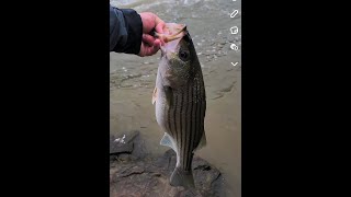 Rocks on the rocks  Roanoke River NC Striped Bass rockfish [upl. by Ecnirp]