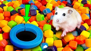 🌈🐹Hamster Escape Hamster Escapes Maze the Pop It 😱 hamsterescape mazediytraps [upl. by Nodnol453]