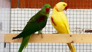 Breeding Pairs Of Alexandrine amp Ringneck Parakeets [upl. by Atnauqahs730]