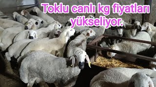 Toklu canlı kg fiyatları yükseliyor Büyükbaş fiyatları 3 aydır sabit gidiyor [upl. by Marianna]