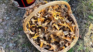 เก็บเห็ดขาส้ม Rödgul trumpetsvamp Craterellus lutescens ได้เอาไปขายกันจ้า 892024 [upl. by Wilinski]