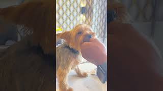 Adorable Yorkie Gets a Stylish Haircut  Cute Yorkshire Terrier Grooming [upl. by Simson]