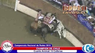 CHAMPION DE CHILE 2015  Rodeoenvivo cl [upl. by Cosmo]