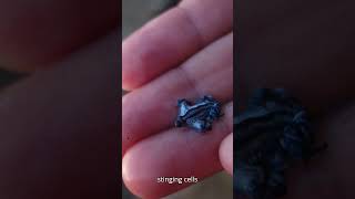 Blue Dragon Glaucus atlanticus Stunning Facts Dangers and First Aid Tips [upl. by Lorrin]