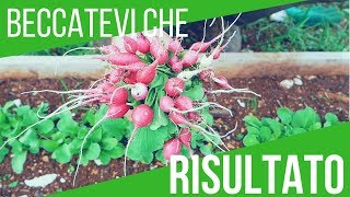 HO RACCOLTO I RAVANELLI IN 15 GIORNI 😉😉😉 ECCO IL TRUCCO  ORTO E GIARDINAGGIO [upl. by Adnohsal]