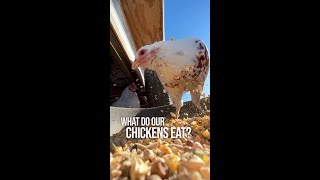 What do our Chickens eat [upl. by Larret]