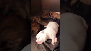 Hungry Puppies Fight for Milk So Adorable 🐾 puppyjourney doglover puppytales [upl. by Aisac660]