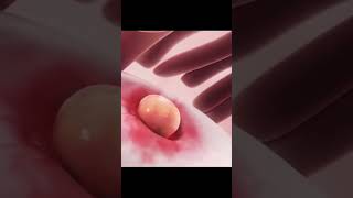 Ovulation amp Implantation process pregnancy pregnancycare shorts [upl. by Ennad274]