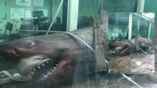 MUST SEE ABANDONED SHARK ROSIE UP CLOSE IN EMPTY TANK  SHE IS BEAUTIFUL [upl. by Eceela]