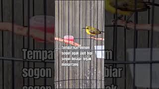 Burung Sogon Lagi Asik Minum Nektar shorts fyp [upl. by Alano]