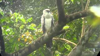 Crested Eagle  Morphnus guianensis  Darien Panama [upl. by Xella32]