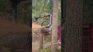 210 horsepower Lamtrac 6160 mulching pine tree shorts google youtubeshorts mulching trending [upl. by Aillicsirp]