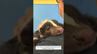 This family rescued a lost skunk and raised it with love animalshorts shortvideo [upl. by Ursi]