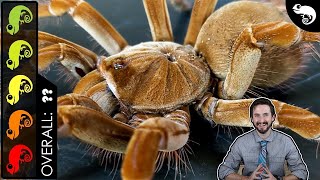 Goliath Birdeater The Best Pet Tarantula [upl. by Otti353]