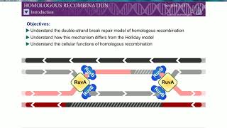 Homologous Recombination Rec BCD Pathway Double strand break mechanism [upl. by Clementine]