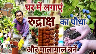 घर पर लगाएं रुद्राक्ष का पौधा और बनें मालामाल  Rudraksh Plant Growing and Caring [upl. by Nobel]