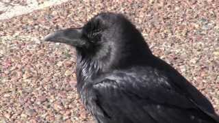 Raven Begging Call in Painted Desert AZ by Sayre Nature [upl. by Lerner]