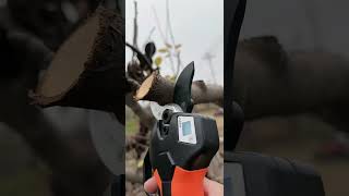 Electric pruning shears Old mans head pruning shears 40 caliber pruning shears [upl. by Matta718]