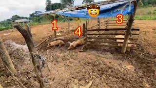 13th Sept 2024 Pig farming in Philippines [upl. by Naiva]