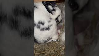 Rabbit giving birth start to finish The miracle of birth rabbitsbaby babybunny bunny rabbit [upl. by Falconer]