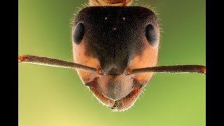 MindBlowing Facts About Ants You Wont Believe [upl. by Sophia706]