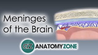 Meninges of the Brain  3D Anatomy Tutorial [upl. by Oidivo]