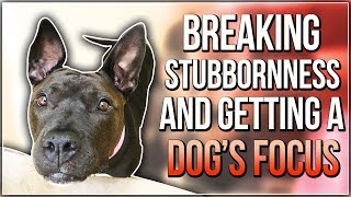 BREAKING STUBBORNNESS AND GETTING A DOG’S FOCUS [upl. by Anelahs]