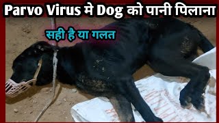 Parvo Virus बीमारी में Dog को पानी पिलाना सहीगलत👉Dog Care and Disease [upl. by Ebeneser]