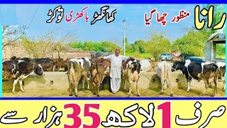 Australian Friesian Cows  Pakistans best HF Cows for Sale Documentary  Bismillahbest [upl. by Ansaev]