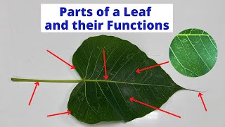 PARTS OF A LEAF  Leaf Parts and their Functions  Science Lesson [upl. by Lezirg]