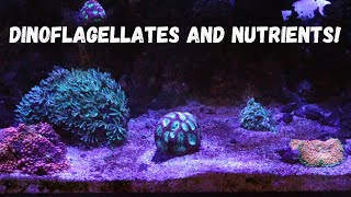 Dinoflagellates and Nutrients  Explained [upl. by Krystin]