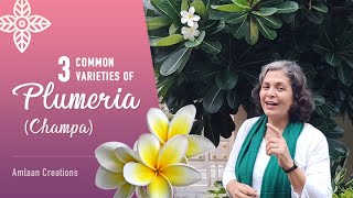 3 Common Varieties of Plumeria Champa [upl. by Raf]