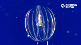 Sea Gooseberry Comb Jellies Feeding [upl. by Freeman125]