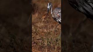 herons bonsaiherons formulaheron blueheron eats ducklingherons fountainheron callheron bird [upl. by Anetsirhc]