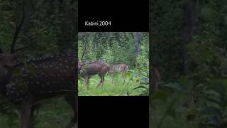 Kabini from the archives wildlife kabinibackwaters kabini [upl. by Evonne]