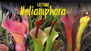 Heliamphora  the marsh pitcher plants  of the tepui mountains lecture by Stewart McPherson [upl. by Gregory]