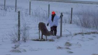 Deer caught in fence [upl. by Yellhsa]