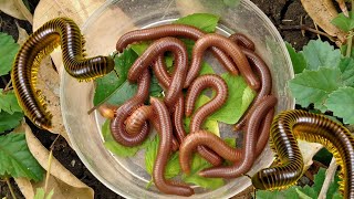 Wow amazing to find golden beetle steps and millipede caterpillars [upl. by Ilaire110]