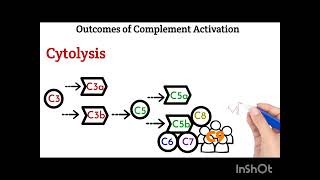 Cytolysis as a consequence of complement activation [upl. by Meelak416]