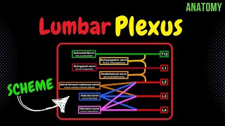 Lumbar plexus Scheme  QUIZ  Anatomy [upl. by Cosimo87]